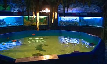 Алуштинский аквариум фото